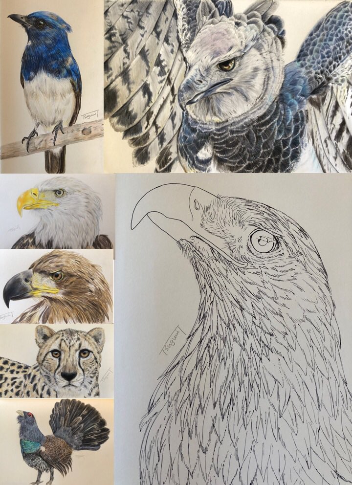 かっこいい動物のイラスト 鷲 原画 Renamak Com Br かっこいい動物のイラスト 鷲 原画 Renamak Com Br