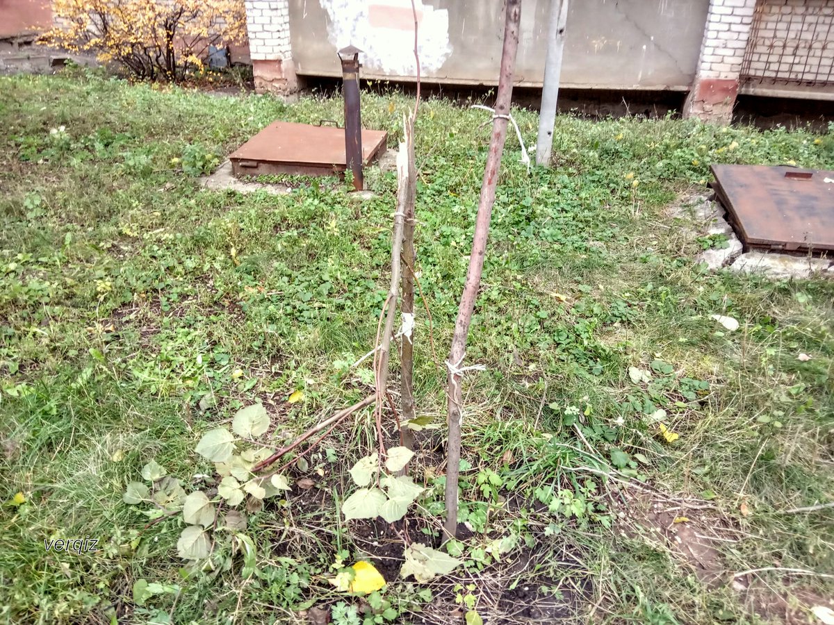 Вопрос к знатокам!)

Есть ли шанс спасти этот саженец?

#Самара, #Деревья, #вандализм, #ДГХиЭ, #Азаров, #Лапушкина, #Бородин,