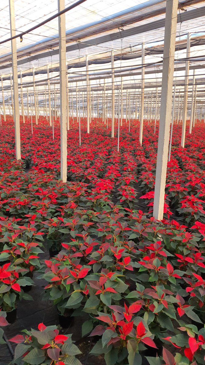 luistrillomata's tweet image. Buenos días!
Saliendo los primeros.... ya huele a Navidad.
#felizlunesatodos