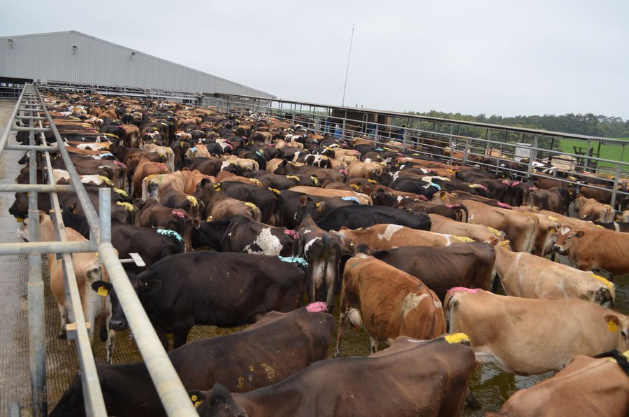 farmingmfs's tweet photo. The next millionaires will be livestock farmers. Just a matter of time! https://t.co/DfuUJtplhV