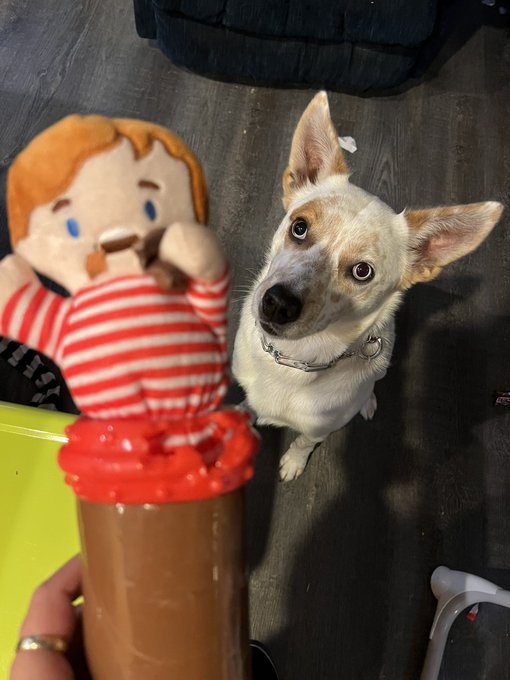 @PetSmart really is selling the Willa wonka chocolate eater stuck in the tube as a dog toy LOL OK https://t<a class="tags" target="_blank" title="On Twitter" href="/?out=eyJ0eXAiOiJKV1QiLCJhbGciOiJIUzUxMiJ9.eyJpYXQiOjE3MjUwODAwMjksImlzcyI6InR3cG9ybnN0YXJzLmNvbSIsIm5iZiI6MTcyNTA4MDAyOSwiZXhwIjoxNzU2NjE2MDI5LCJyZWRpcmVjdF91cmwiOiJodHRwczovL3R3aXR0ZXIuY29tL1BldFNtYXJ0In0.y33xY-YyojXewShBTGlzfx62KxVeKbSNr1mtJrGaOf5r3GjPAkcRvLBt7KKeIV1MeQt6s5_N-oHIYb4tBhrOTQ">@PetSmart</a>