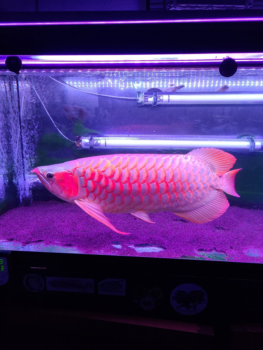 メタルレッドF3 オスフロ