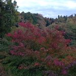 ツイートに含まれる画像