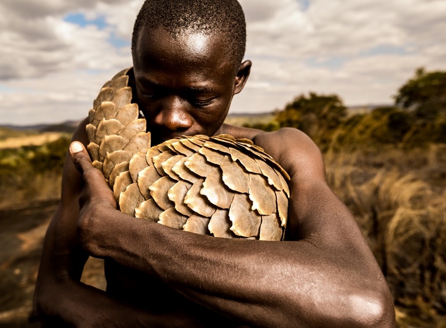 #Nature 

Nigerian pangolins are nearly extinct after traffickers have turned to Africa. 
In Asia, a million pangolins were killed in 10 years.

All 8 extant species of pangolin are on the brink of extinction due to belief in China &amp; Vietnam that keratin has medicinal properties.
