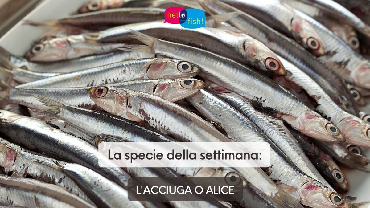 HelloFish_info's tweet photo. Questa settimana cominciamo parlando dell'#acciuga o #alice, una specie chiamata "pane del mare": sapete il motivo?
🔎 Scoprilo alla #news di oggi dedicata:
https://t.co/nmbvixYQDx
e scopri le altre schede dettagliate sulle specie:
https://t.co/zghG4sWALD
#pesce #piccolapesca https://t.co/T2CBQh6TDY