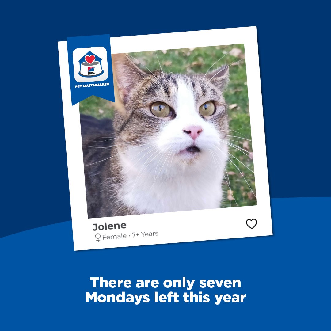 We know Jolene here from <a href="/AACL_JHB/">AACL JHB</a> will be thinking about her forever home! While she probably isn't looking to steal your man, she'll definitely steal your heart... And maybe your spot on the couch!

Download the Pet Matchmaker app NOW! 

#MondayMotivation #PetMatchmaker