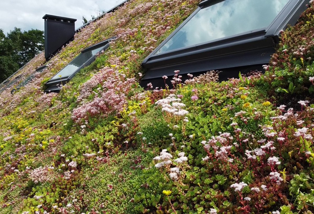 Met de huidige uitdagingen binnen de bouwsector, zoals het tekort aan dakpannen, kunnen hellende groendaksystemen oplossingen bieden. Onze collega Kai van Gool geeft uitleg over de mogelijkheden binnen de seriematige woningbouw: sempergreen.com/nl/over-ons/ni… #groendak #bouw #interview