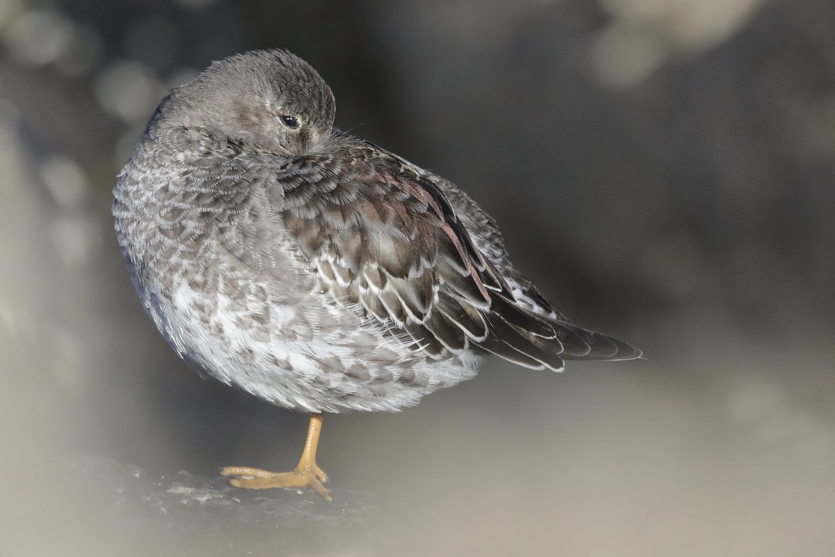 A very sleepy #PurpleSandpiper on #NorthBerwick beach 

@SeabirdCentre @ScottishBirding @RSPBScotland @BTO_Scotland @CanonUKandIE