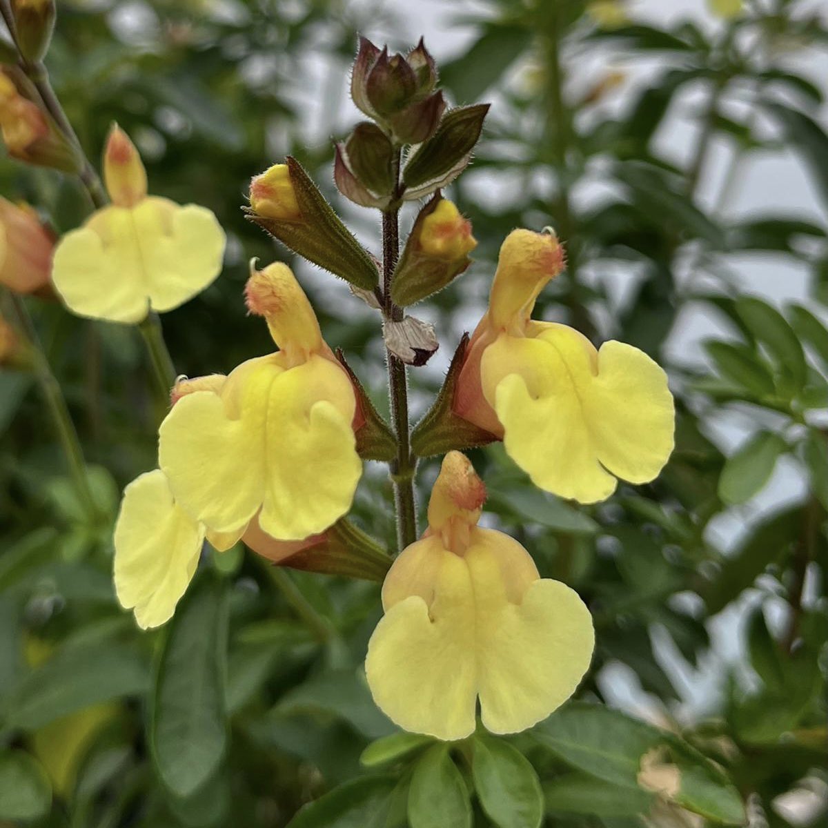 Salvia ‘Gigi’ continues to push new flowers, it’s been one of our favourites this season! First year growing it! #salvia #salviagigi #gigi #salvias #lemonflower #summerflowers #autumnflowers #newplants