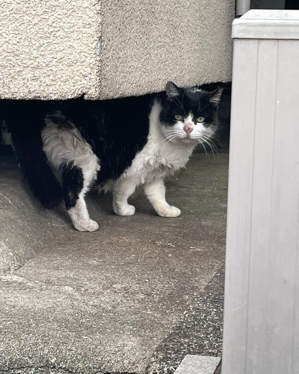 ねこ様 GCP20240209DP.jpg?v=1710992504