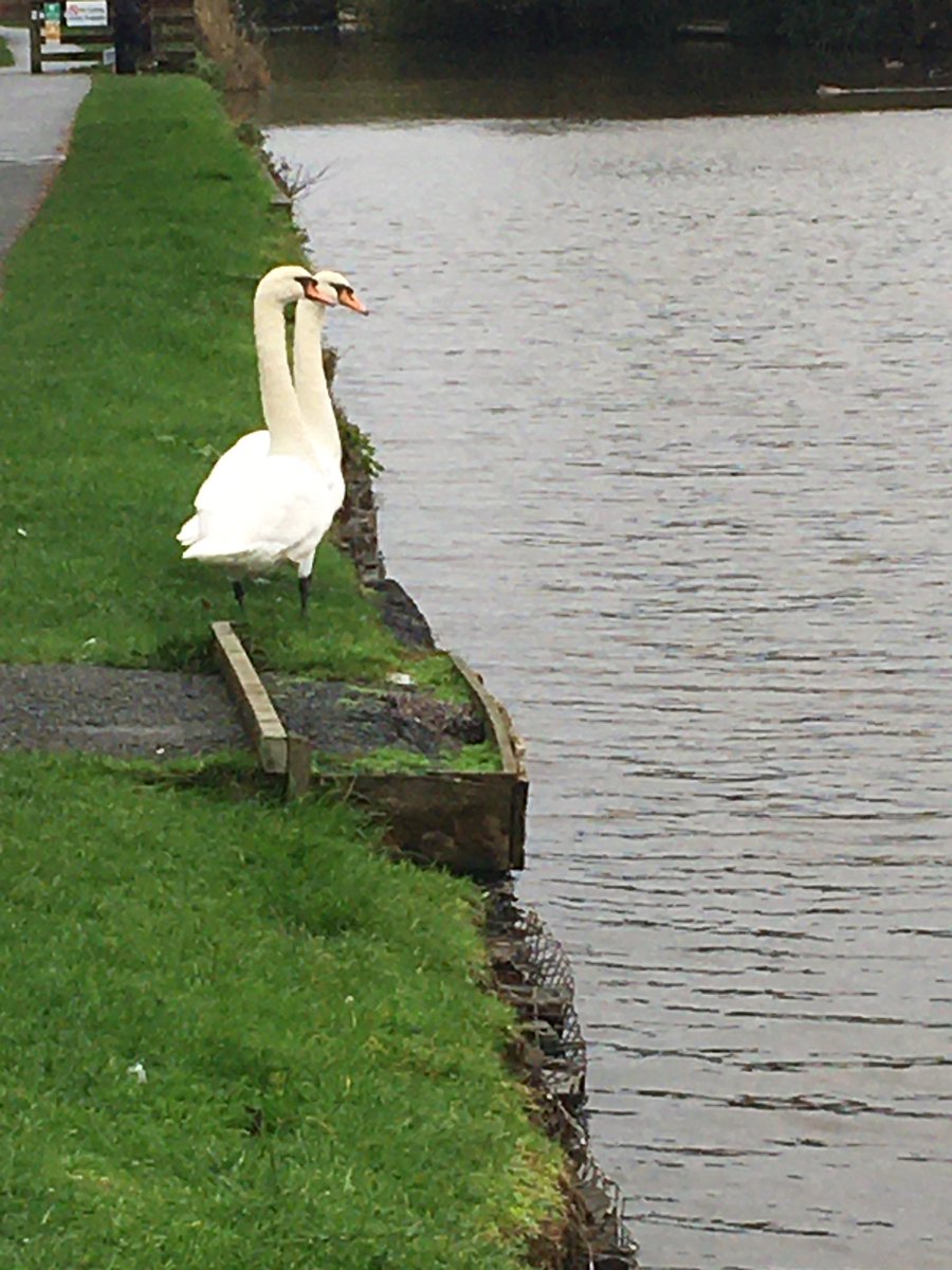 budebhoy's tweet photo. @nealesmithworld 2 headed swan Bude Cornwall 😉 https://t.co/JKg8RpCsVQ