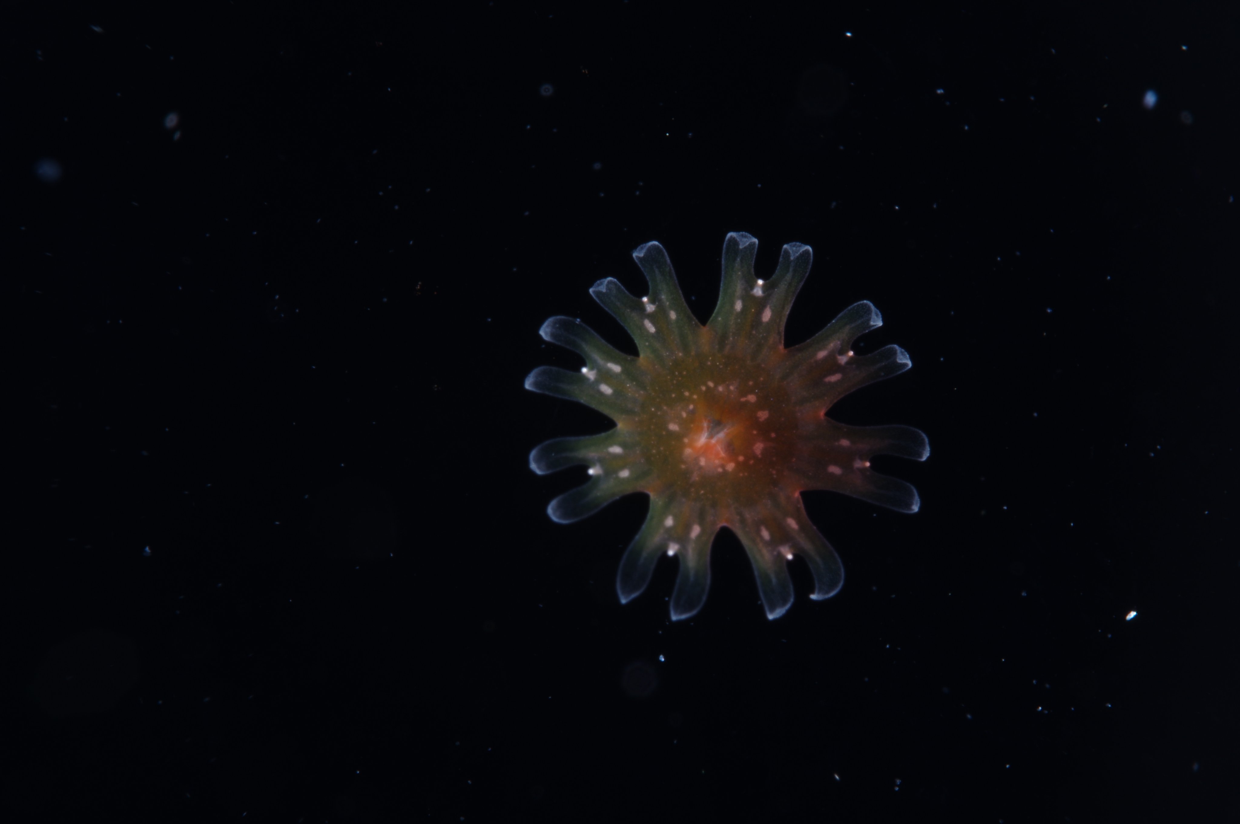 鶴岡市立加茂水族館 on X: 