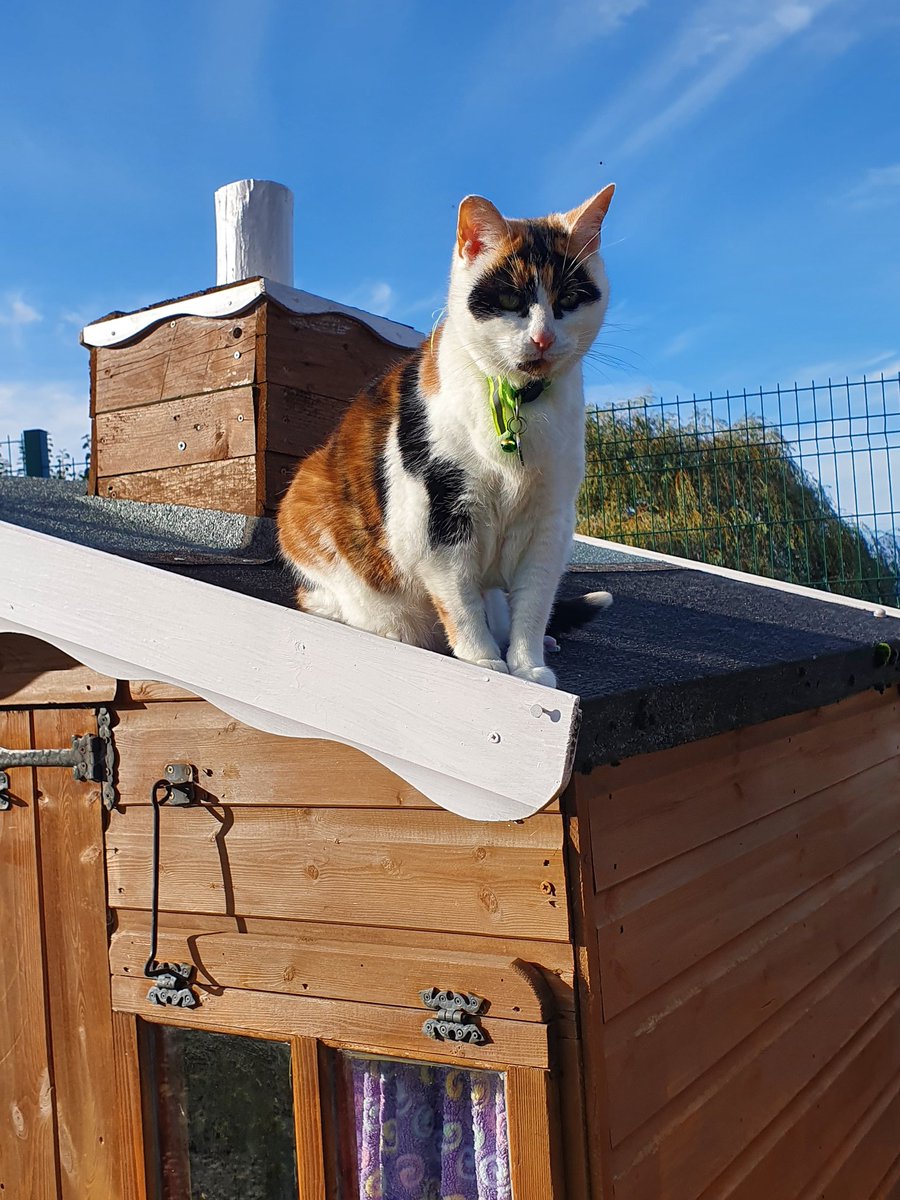 #Monday ~ Philly wishes you all a hood day. She loves to jump on the roofs in the Village &amp; is probably hoping it will be a sunny day. We can all hope 😻🐾 #CatsOfTwitter #cats #calicocats #CatsOnTwitter #charity