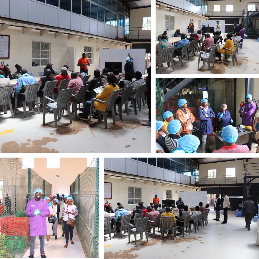 kyoskfresh's tweet photo. Through our partnership with SNV and World Vegetable Center, we have been engaging with several farmer groups under the Veggies 4 Planet &amp; People.
 #COP27 #farmtoplate #commercialkitchen #enablingkithcens #freshproduce #qualityassurance #foodsafety #farmerengagement #farmer https://t.co/fe1ySncilO