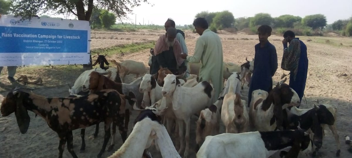 Being responsive to #Emergency means that no one is left behind. Kudos to #FAO field teams for meeting livestock vaccination targets in #Dadu, #Larkana, #Khairpur &amp; #NaushahroFeroze in collaboration with Livestock and Fisheries Department, Sindh &amp; with #CERF financial support
