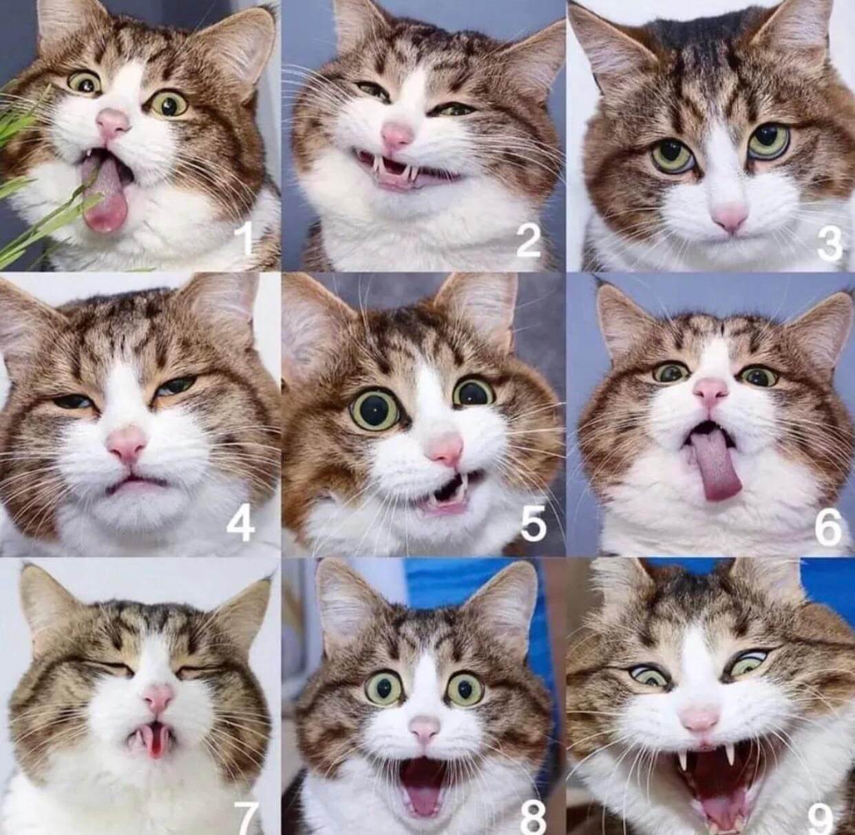 Мимика кошек