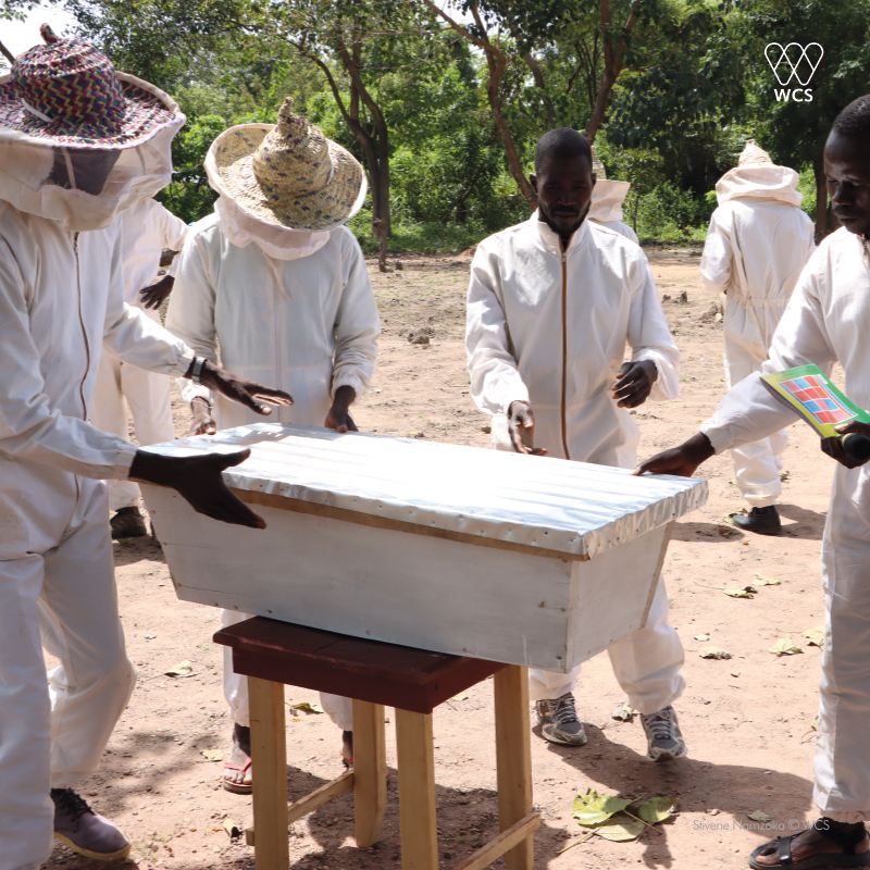 WCS République Centrafricaine tweet media