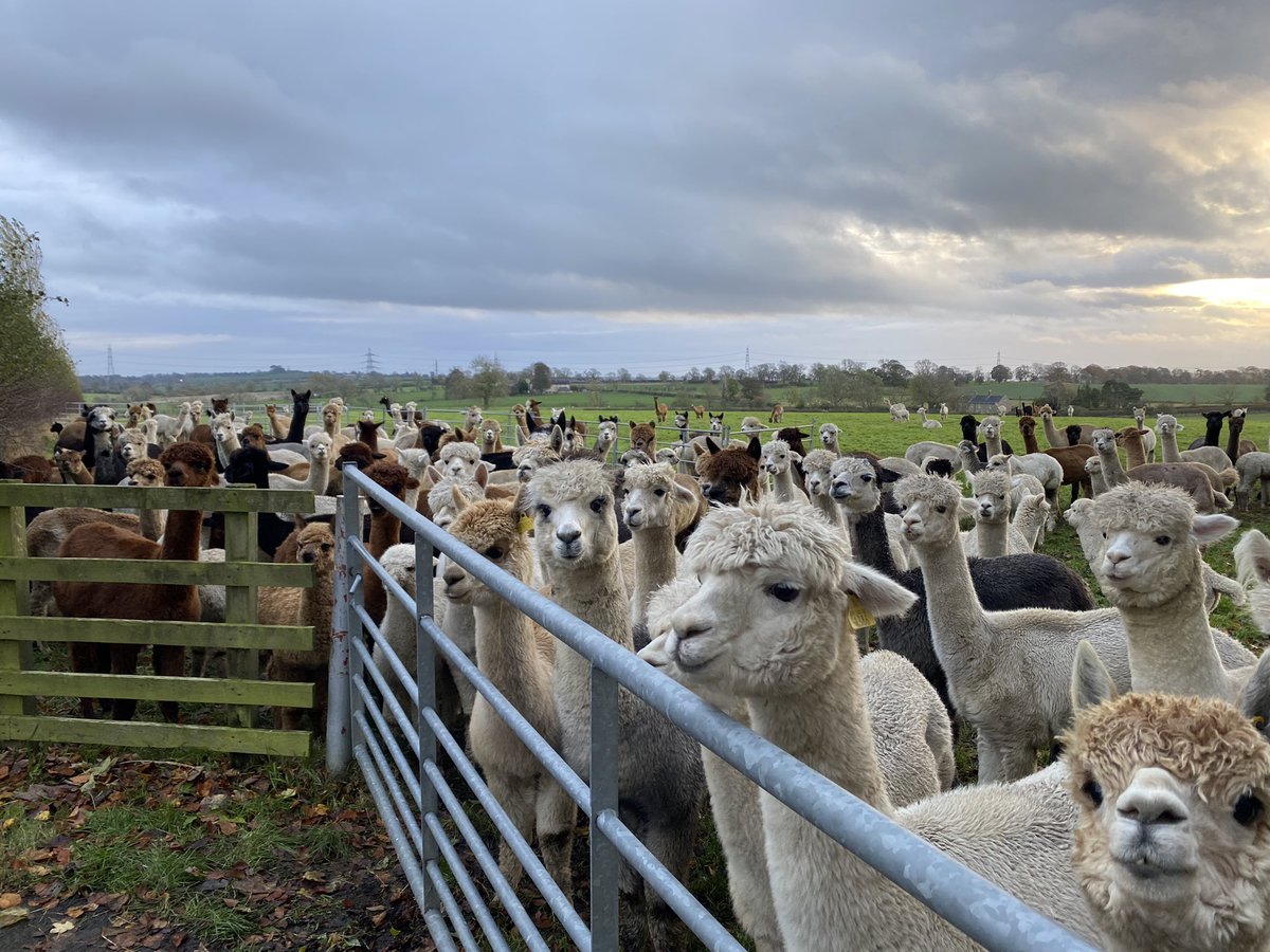 Looks like the girls are hungry .