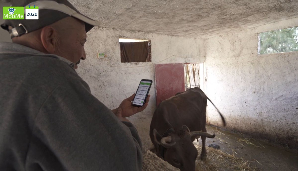 MooMeOfficial1's tweet photo. Today, we have more than +2,000 connected farmers and advisors (From Dairy and Feed Industries, Vets, Agronomists, Extension Agents, ...) and +4,000 monitored cows on our platform across the African continent.
#MooMe #AgritTech #Africa #Cow #Milk https://t.co/KPGZ9l2Lho