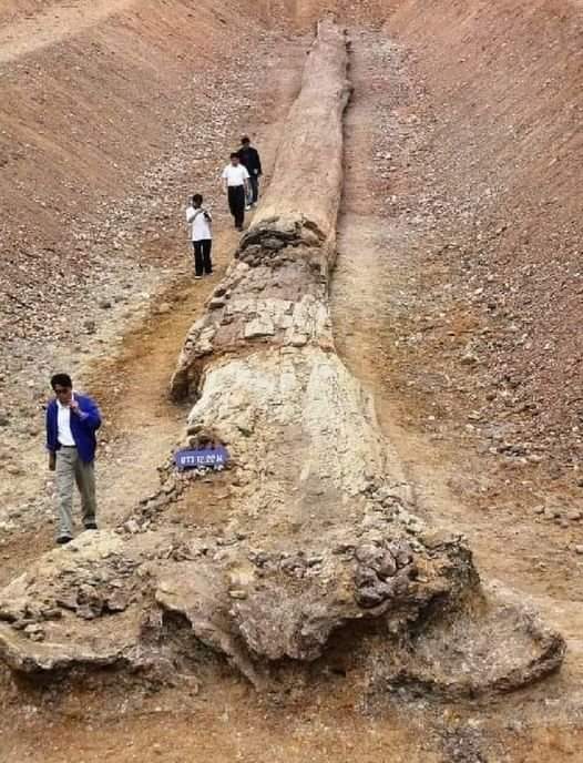 NrjNambo's tweet photo. #FossilTrees that have come close to today's tallest #redwood heights have been found in #NorthernThailand The longest log measures 72.2mtr (237 ft),suggesting the original tree towered more than 100mtr (330ft) in a humid tropical forest about 800,000 years ago.
#Ancient_history https://t.co/zM8eq9n92S