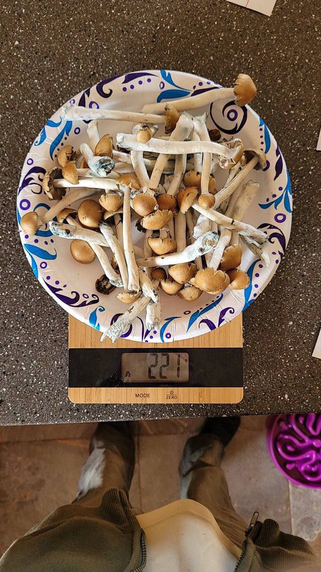 BrainAlienated's tweet image. 