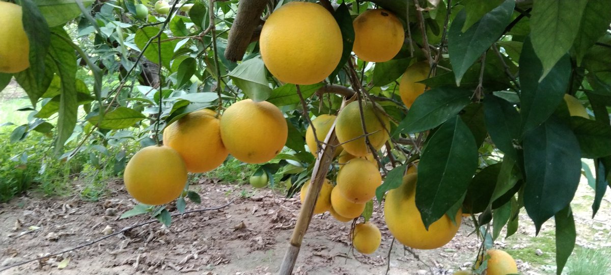 Tras unos cuantos meses de madrugones, muchos gastos, cientos de gotas de sudor y picaduras, llega el momento de empezar la recolección de las naranjas. Estas son de la variedad Navelina, la más abundante en España y cuya recolección va de Octubre a Enero. HILO⏬