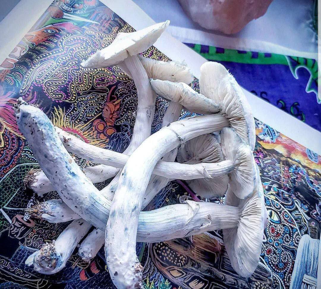 BrainAlienated's tweet image. 