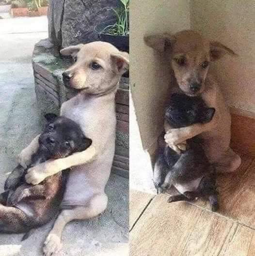 "I adopted one dog, but he didn't want to move without his little friend, so I had to adopt them both. He didn't want to be separated from him even when we got home. This is a real friendship." 😘