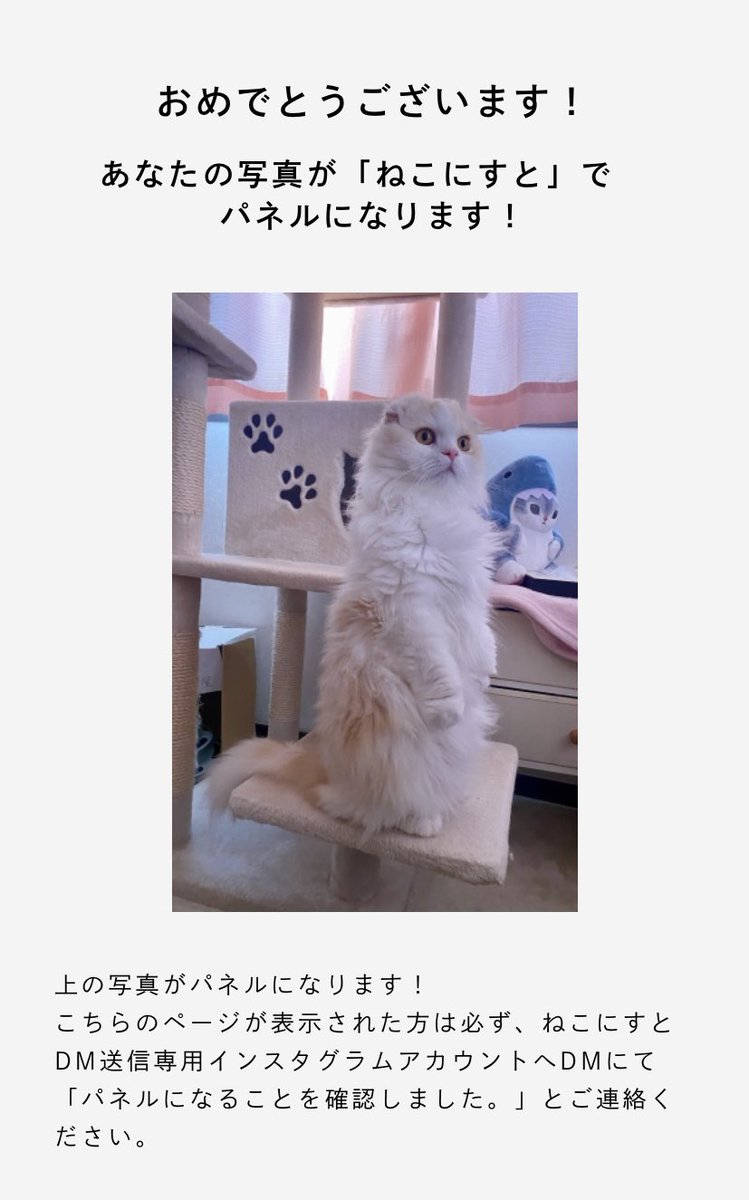 ねこにすとでパネルになります！
見に来てください！
 #ねこにすと浅草