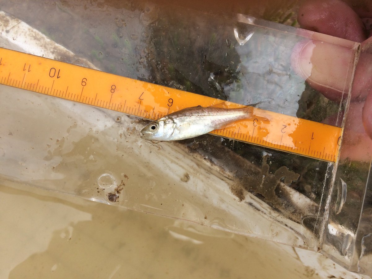 ThomasStamp's tweet photo. New #openacess paper-https://t.co/gjkR7PtvrU. Managed re-alignment schemes create new #saltmarsh. We compared fish foraging success to that in surrounding established #saltmarsh @Dr_Emma_Sheehan @PlymUni @DevonSevernIFCA @WWTSteart @RSPBScience 
#essentialfishhabitat https://t.co/fire3njxEa