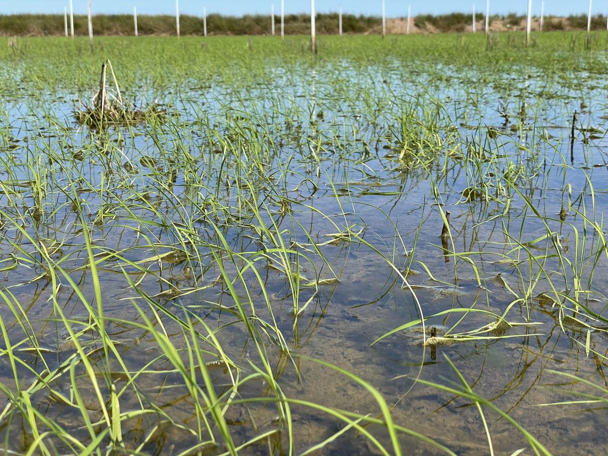 Brian Dunn (@briandunn1287) on Twitter photo Aerial sown rice variety experiment at Mayrung is looking great. Nice to have one experiment powering along in this tough year. <a href="/AgriFuturesAU/">AgriFutures Australia</a> <a href="/RiceExtension/">Rice Extension</a> @NSWDPI_AgWater Aerial sown rice variety experiment at Mayrung is looking great. Nice to have one experiment powering along in this tough year. <a href="/AgriFuturesAU/">AgriFutures Australia</a> <a href="/RiceExtension/">Rice Extension</a> @NSWDPI_AgWater