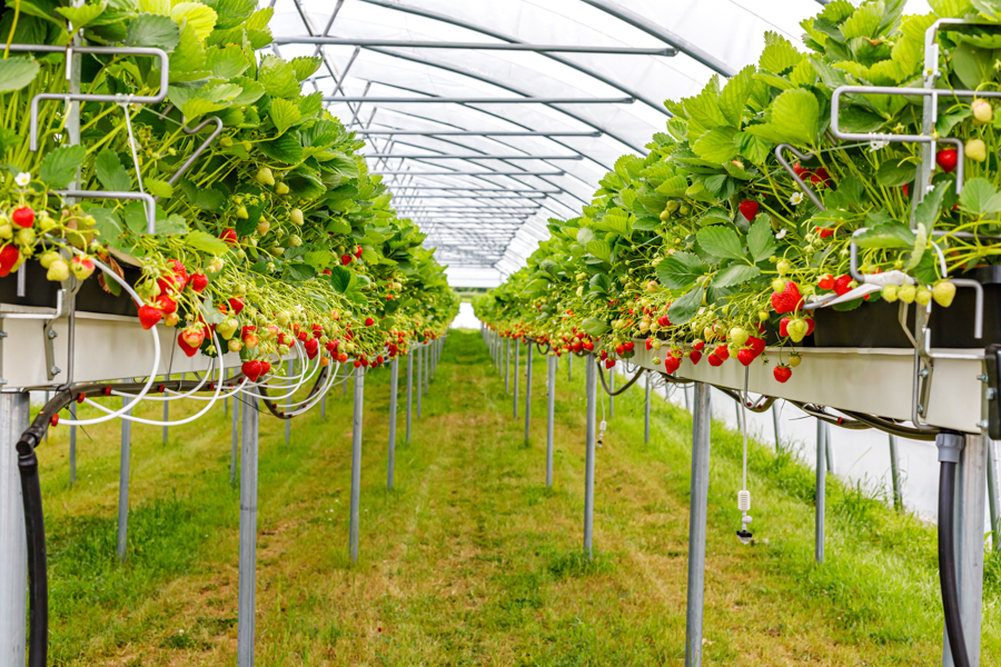 If you are interested in strawberry farming technology, like and retweet.