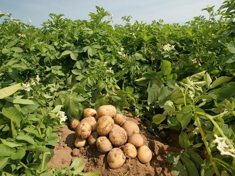 ModernAgUpdates's tweet photo. How do you call this crop in your native language? https://t.co/ZWevep0vYo