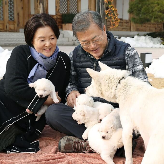 South Korea's former president, Moon Jae-in, gives away the dogs he was given as a gift by North Korean leader Kim Jong-un - BBC
