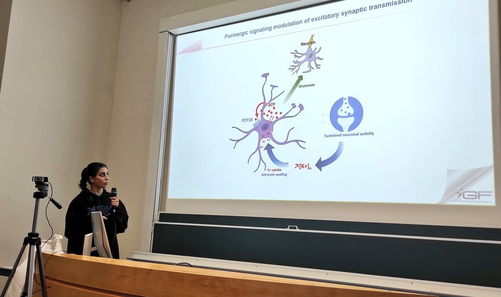 FrenchPurine's tweet image. #FPC2022 Nagar Ahmadi de l&apos;IGF de Montpellier nous présente les mécanismes moléculaires impliqués dans la libération d&apos;#ATP par les #astrocytes.
#biosensors @CNRS @MRI_Montpellier à Faculté de Médecine