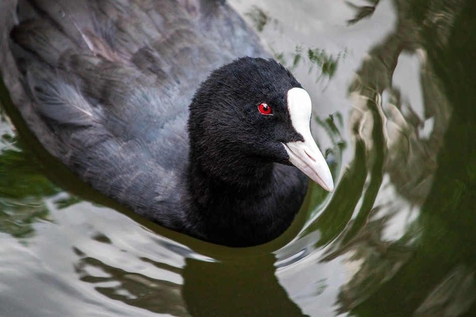Usually living in flocks and feeding together, these #Birds are sociable creatures. They prefer to occupy shallow, slow-moving water, such as canals, reservoirs and rivers 💧 

Can you name this species? 🤔 

Guess below 👇 We’d love to see your photos too!