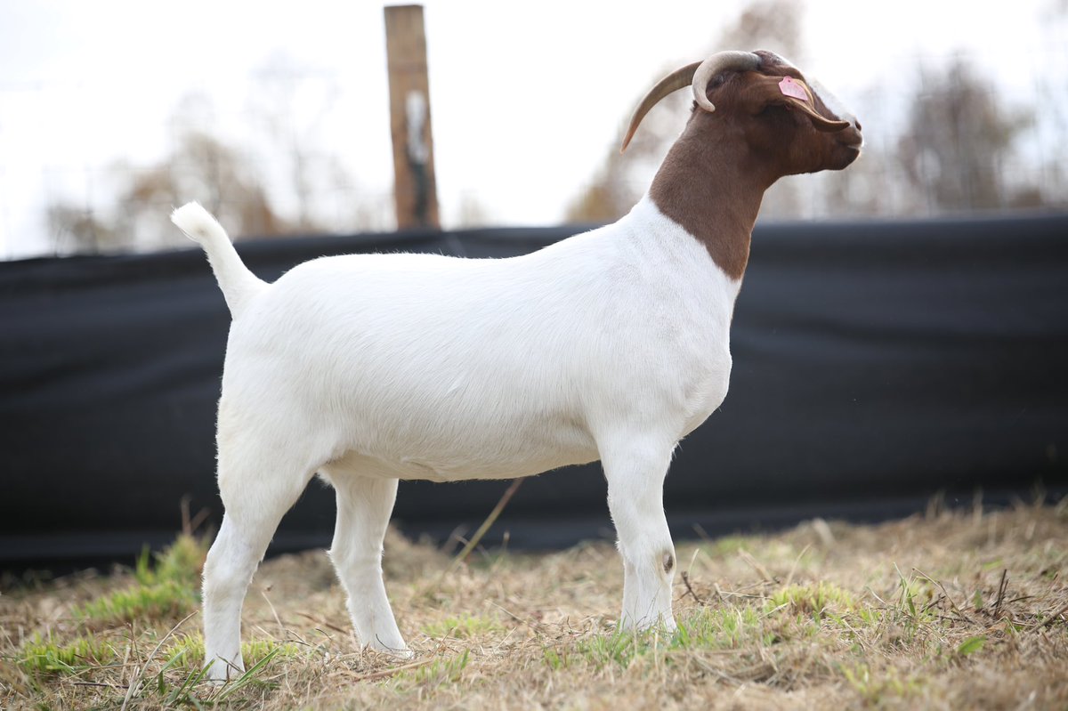 SGoats's tweet image. 🔥🔥🔥Bred Doe Sale Nov. 8🔥🔥🔥
Sell bred does from the heart of our herd- don’t miss this set.

ssponlinesales.com/auction/18614