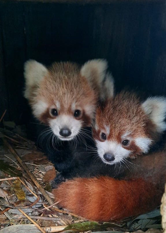ParveenKaswan's tweet photo. Two reasons not to cut trees. But they are #endangered now due to #habitat loss &amp; #poaching. These will be released soon in the wild. Do you know where do we have India’s only #RedPanda #Conservation Breeding Centre. https://t.co/bbXypLwKJ8
