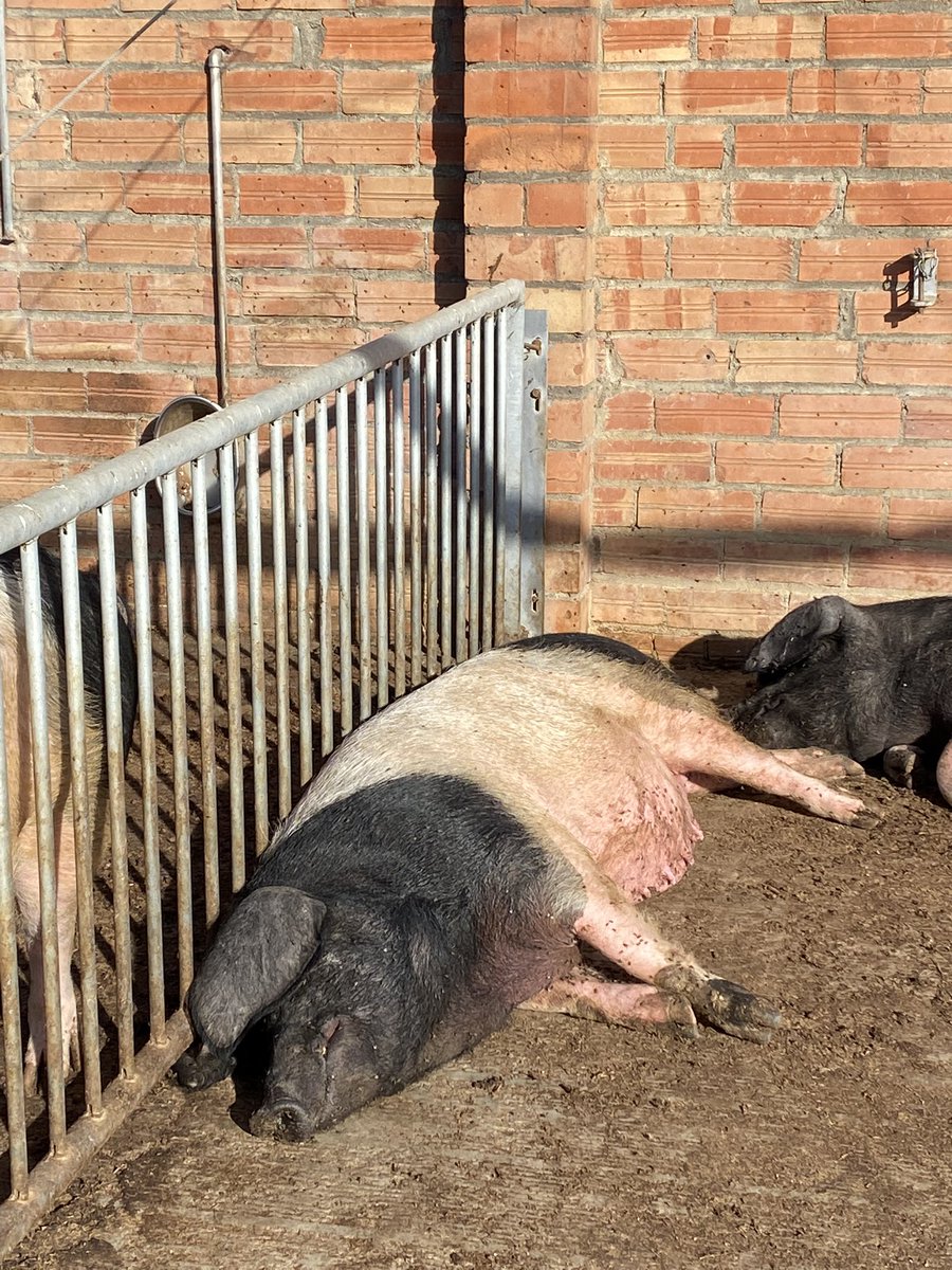 Tendals off.
Parant al sol de tarda.
#WinterIsComing però ens adaptarem.