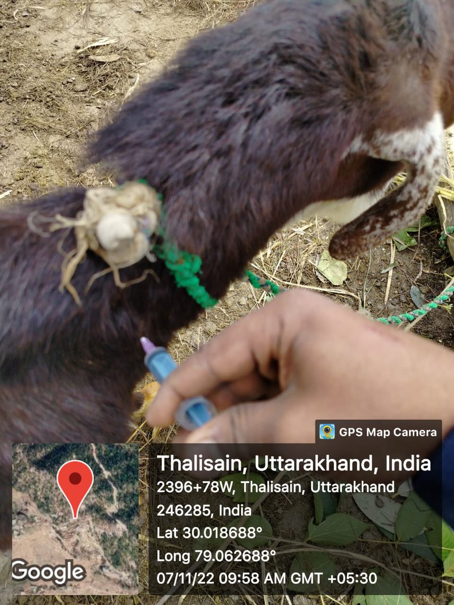 FiuPauri's tweet photo. FIU पौड़ी के ग्राम मैखोली एवं बगवाडी में परियोजना के अंतर्गत पैरावेटो द्वारा लाभार्थियों के बकरीयों की स्वास्थ्य जांच एवं उपचार किया गया। #Goattreatment  #ncdc #ukcdp @Dept_of_AHD @pashudhanUK  @basava_ias @mdusgcf @aviddn @SANJAYK47559742 https://t.co/6ES4jrDx9n