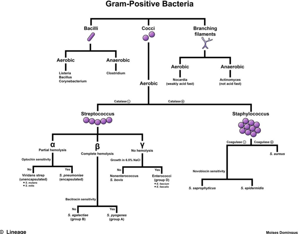 aaron-goodman-papa-heme-on-twitter-gram-postive-bacteria