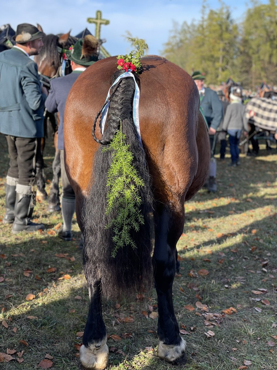 Traditionelle Leonhardifahrt in Bad Tölz wellspa-portal.de/traditionelle-… <a href="/lratoelwor/">Landratsamt Bad Tölz-Wolfratshausen</a> <a href="/toelzer_kurier/">Tölzer Kurier</a> @bad_toelz #leonhardi