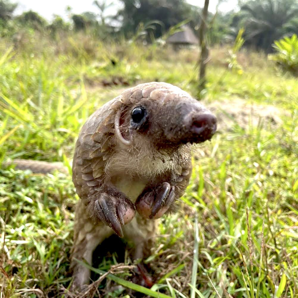 GM fam! Pangolin vibes 💚 Wouldn’t it be amazing if we could understand what this little fella is thinking? And if we could, imagine how that would affect how he and the rest of his species are treated by humans…

#pangolin #pangolinvibes #savepangolins #nft #conservation