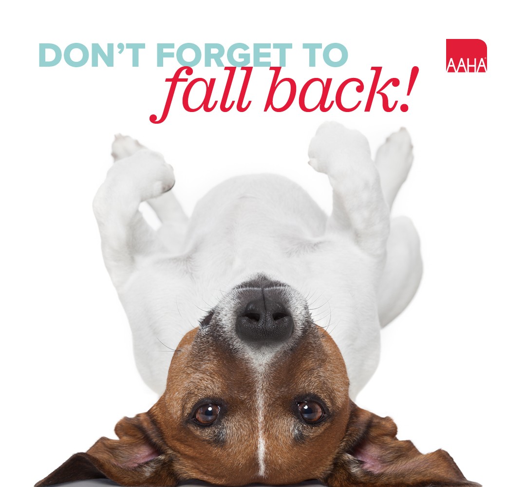 Tweet by American Animal Hospital Association