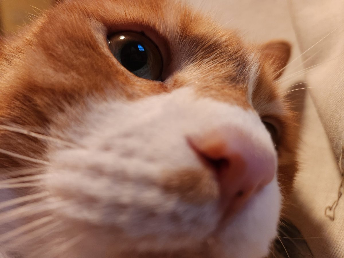 Chairman Meow Official 🐈 tweet media