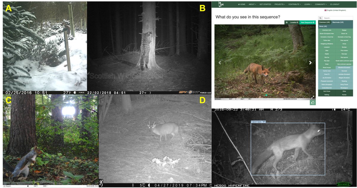 PhD opportunity: "Occupancy, density and the ecology of terrestrial British mammals", with me, @BowlerDBear <a href="/Prof_R_Hill/">Russell Hill</a> and <a href="/MammalResearch/">Graham Smith</a>. Application deadline is 6th Jan, so get in touch soon!
iapetus2.ac.uk/studentships/o…

<a href="/IapetusDTP/">IAPETUS DTP</a> <a href="/DurBiol/">Durham BioSciences</a> <a href="/UK_CEH/">UKCEH</a> <a href="/Mammal_Society/">Mammal Society</a> <a href="/APHAgovuk/">APHA</a>