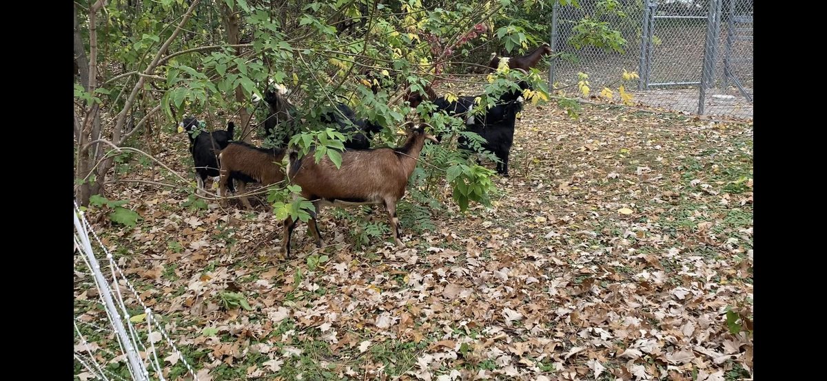 Maplewood Parks & Natural Resources tweet media