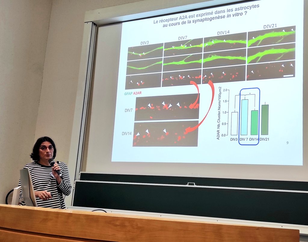 French Purine Club (@frenchpurine) on Twitter photo Sabine Levi présente le rôle de l'#adenosine dans la formation des #synapses
L'activation des R A2A contrôle le raffinement les synapses #excitatrices ! #FPC2022
#microglie #complement <a href="/IFM_NEURO/">IFM Institute</a> @UnivTours Sabine Levi présente le rôle de l'#adenosine dans la formation des #synapses
L'activation des R A2A contrôle le raffinement les synapses #excitatrices ! #FPC2022
#microglie #complement <a href="/IFM_NEURO/">IFM Institute</a> @UnivTours