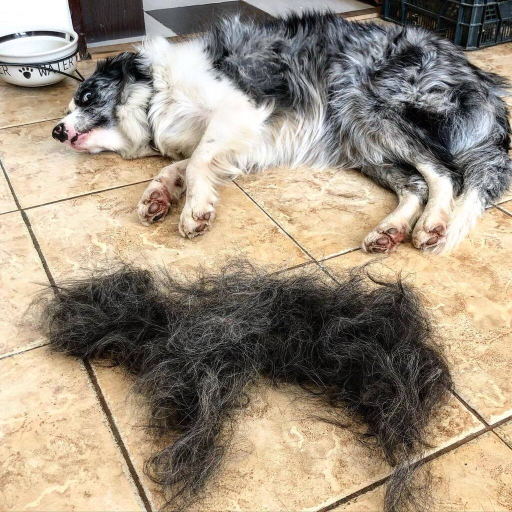 SlavekKral's tweet photo. Corey nelíná, až do tý doby než líná. Fun fact: vyčešeš border kolii a dostaneš malý černý jehně :D #bordercollie #bordercollierocks #cernyjehne #nebojetomalejzubr ? https://t.co/7K9qcJqzbV