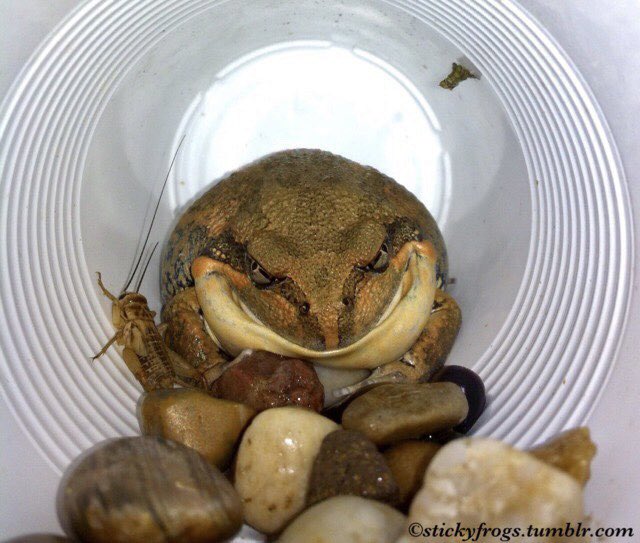stickyfrogs's tweet photo. There has been a Special Birthday at the Stickyfrogs House today! Barry has turned 6 years old!
Happy Birthday Gorgeous Barry! (With a bonus Baby Barry photo to celebrate!) https://t.co/D1qUFnA60X